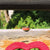 Ember Rose Recycled Skateboard Ring