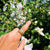 Timpooneke Recycled Skateboard Ring on finger
