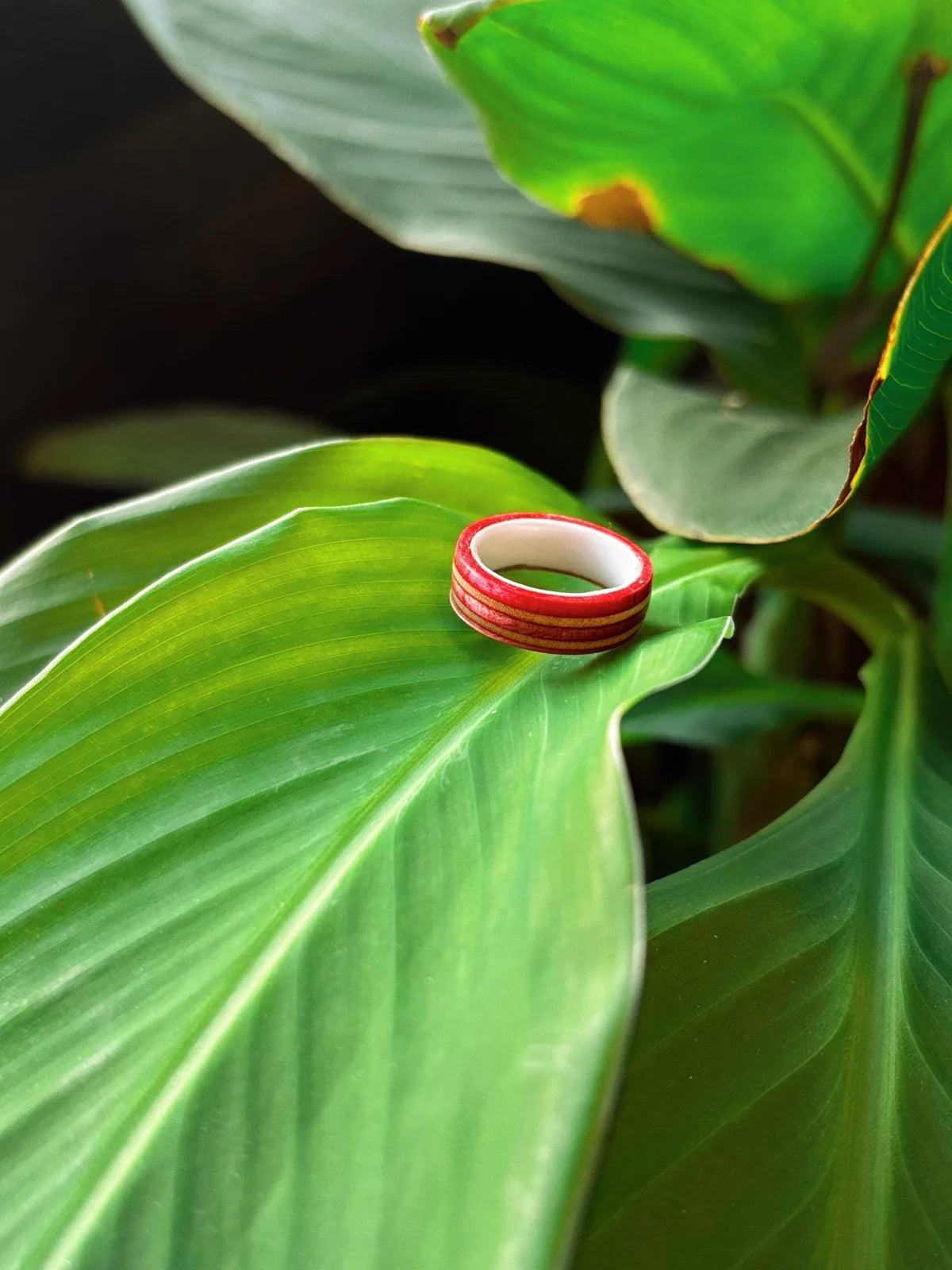 The Ceramic Rose wedding band with white ceramic inner core and recycled skateboard wood outer layer