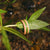 Pine Haze Recycled Skateboard Ring product photo